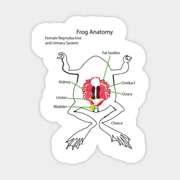 Anatomy reproductive system